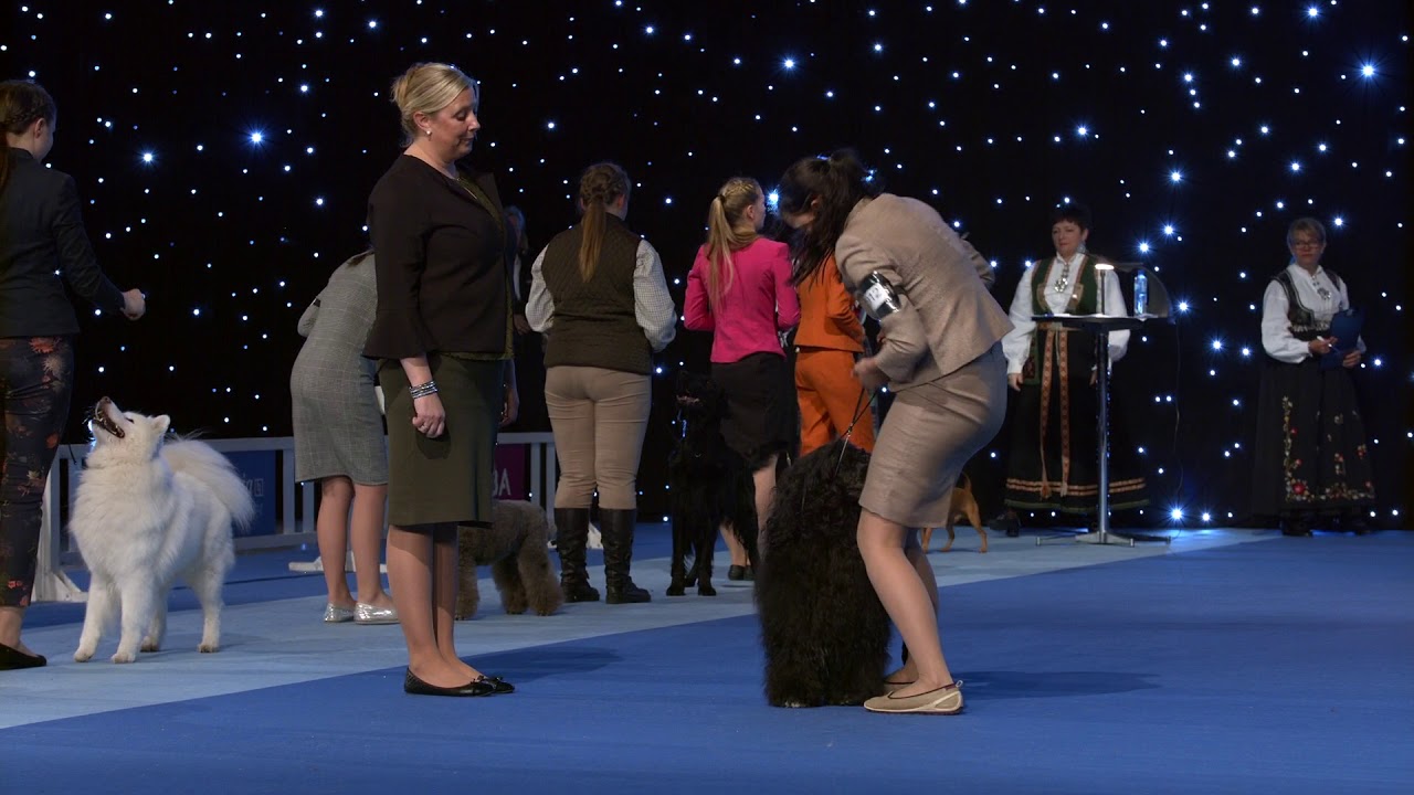 DOGS4ALL 2018 / NORSK VINNER: Junior handling