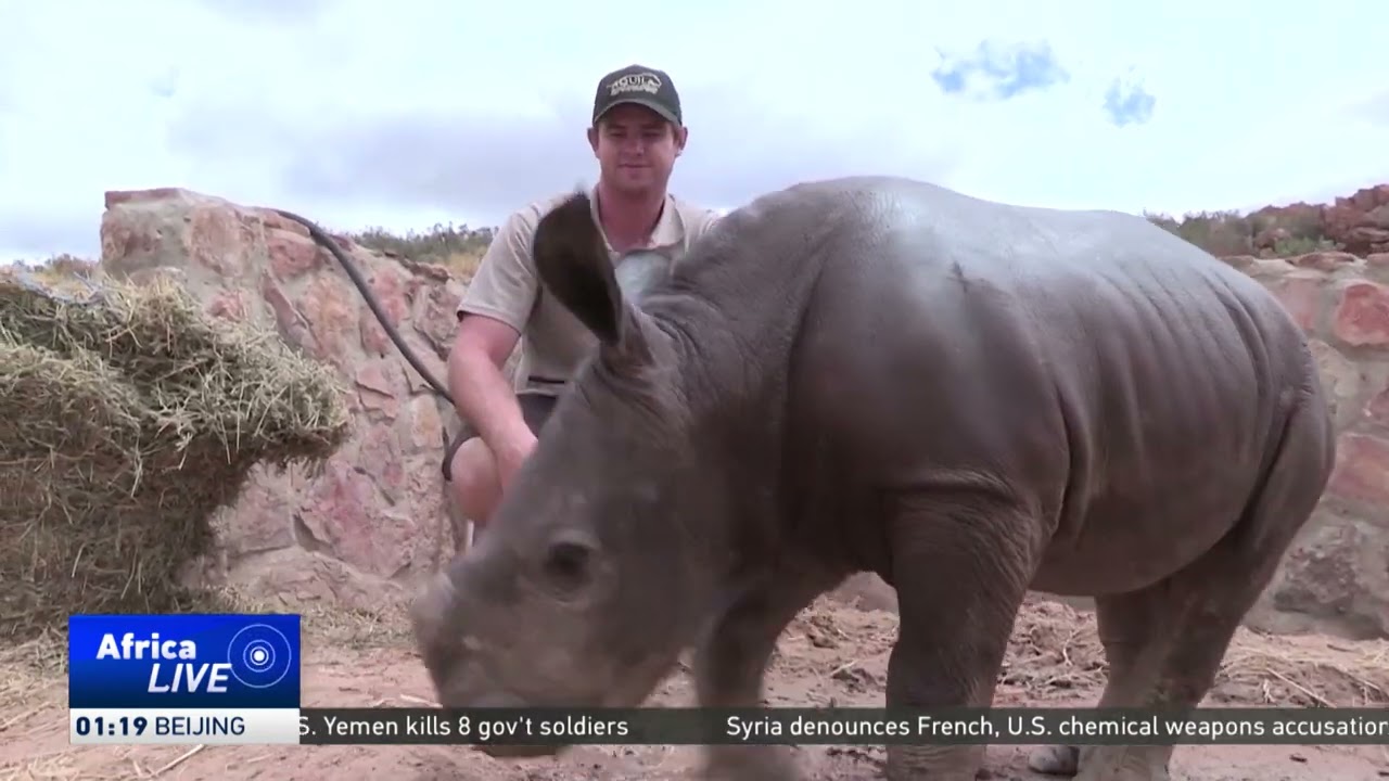 Scientists use reproductive science to help increase endangered rhino species