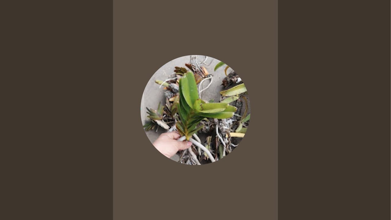 Lan rừng tây nguyên Tuyết Phạm đang phát trực tiếp!