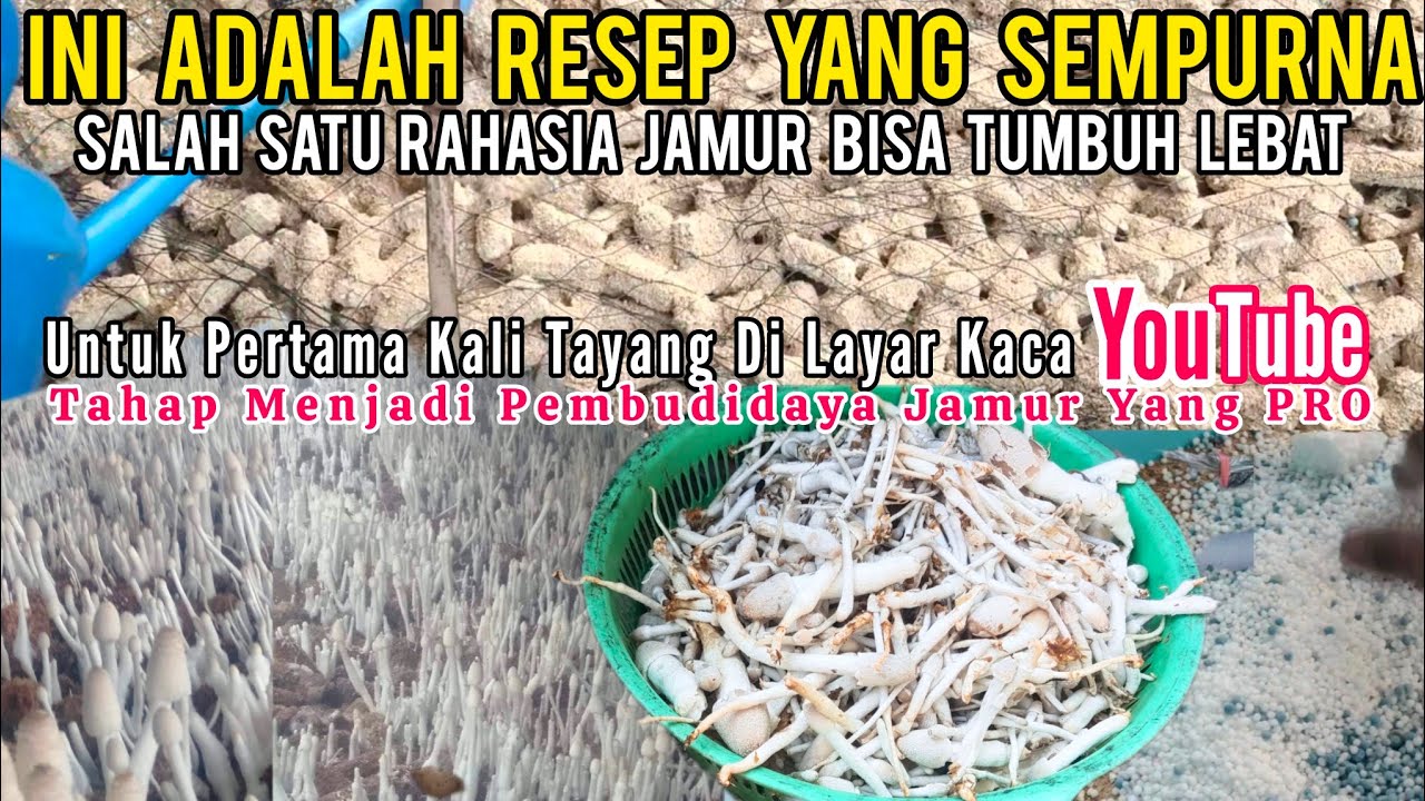 Bongkar Rahasia Jamur Yang Bisa Tumbuh Lebat - Resep Ini Sempurna Tidak Banyak Yang Tahu