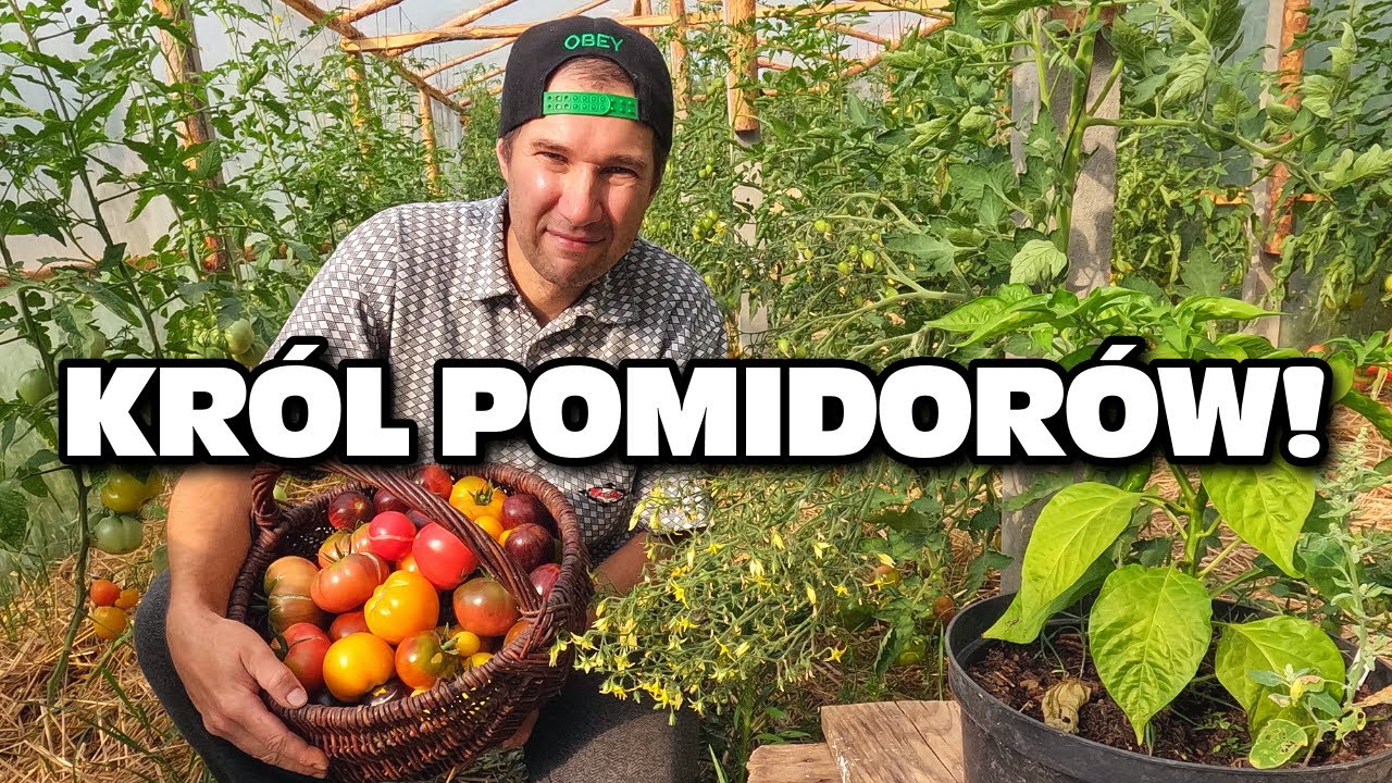 Król pomidorów - Najsmaczniejsze pomidory w Polsce? 🍅 u Grzegorza z gospodarstwa La Fuente