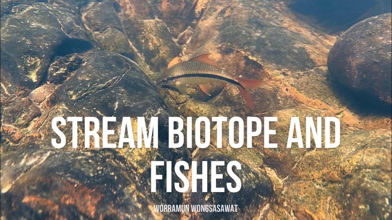 Thailand : Freshwater stream biotope and fishes