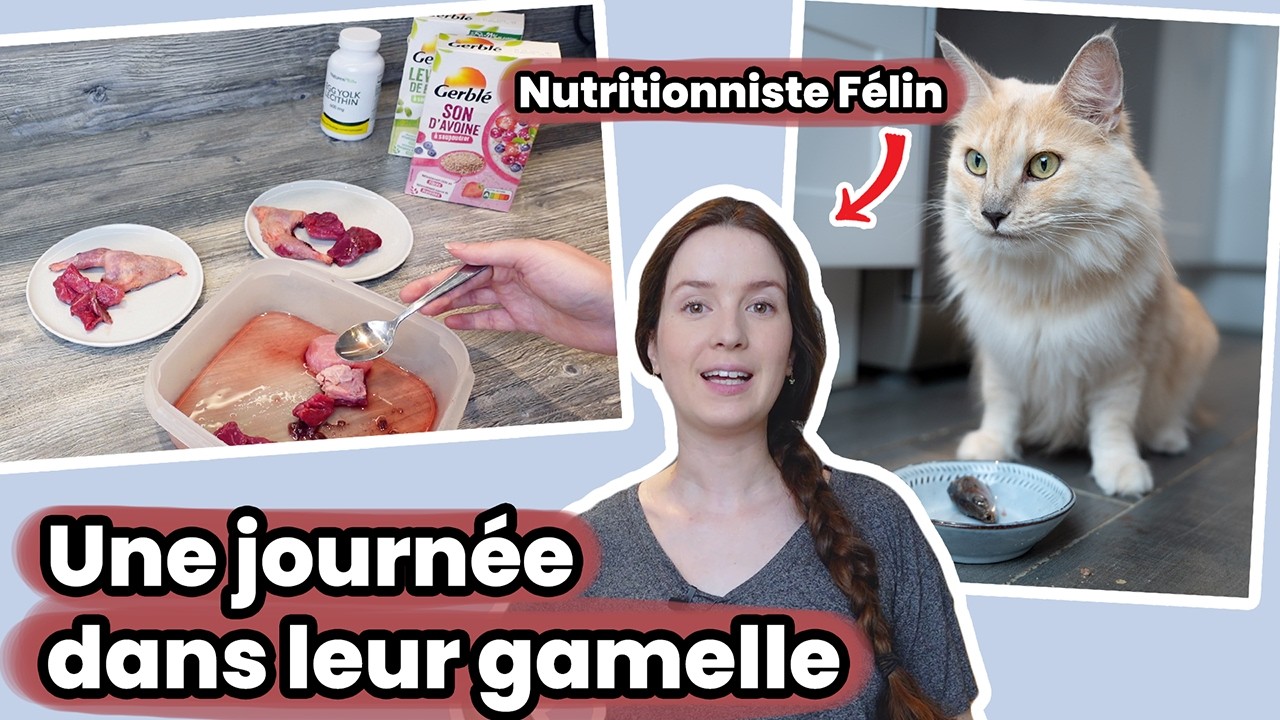 24h dans la gamelle de mes chats : zéro croquettes, 100% alimentation maison !