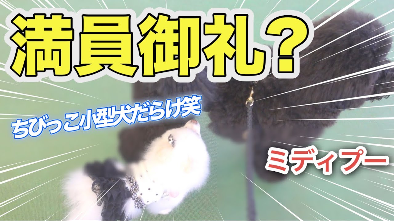 人気者すぎw【ドッグラン】ちびっこ小型犬続々と…!ミディプー密着w【ズースクエア岡崎】