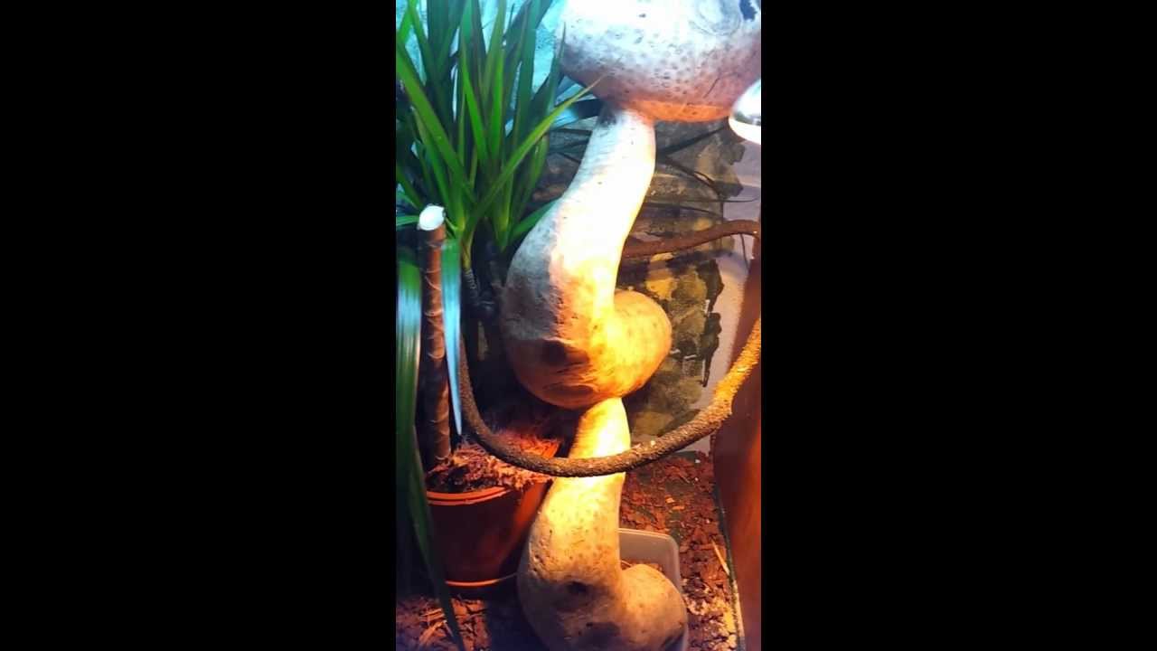 Chameleon Cage with Water Fall