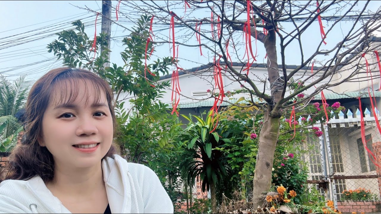 Trang Trí Cây Hoa Mai Siêu Nụ Đón Xuân Bính Ngọ 2026 Rước Tài Lộc và May Mắn Cả Năm