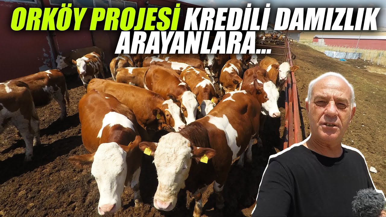 Güneşoğulları Besi Çiftliği A Kalite Damızlık Hayvanları