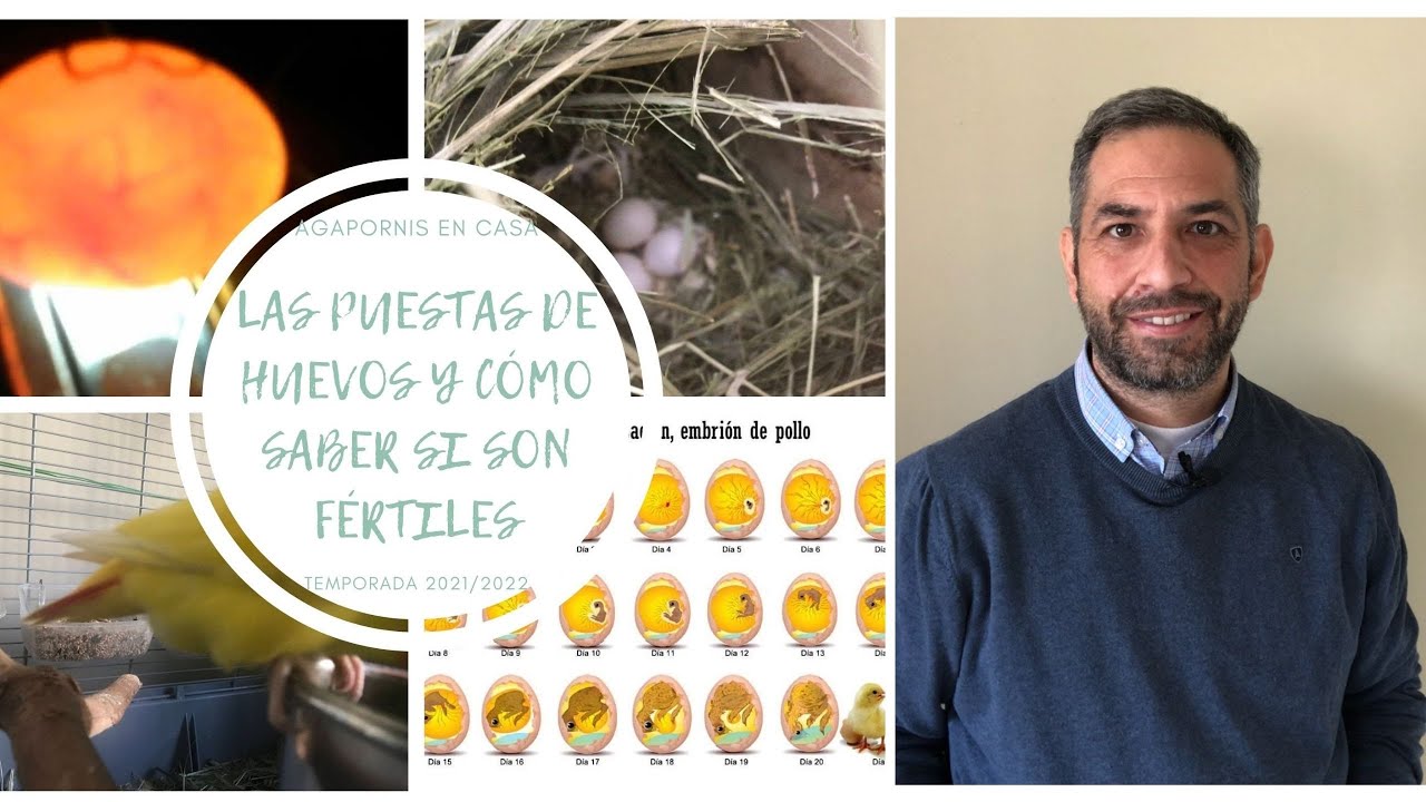 Las puestas de huevos 🥚🥚🥚y comprobar si son fértiles🐣🐣🐥
