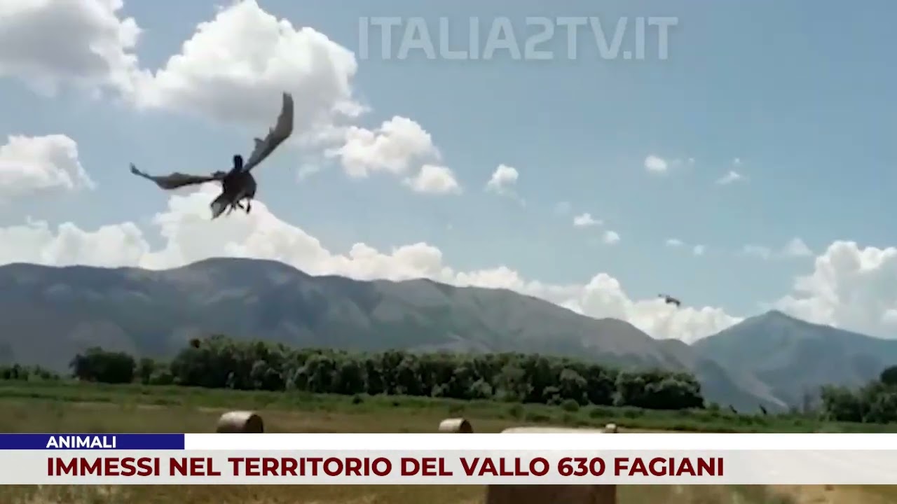 ANIMALI. IMMESSI NEL TERRITORIO DEL VALLO 630 FAGIANI