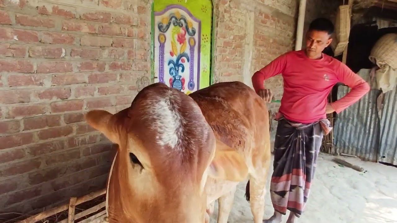 গরু দুইটা বিক্রয় করব আর দুই সপ্তাহ পরে। RS Minu Agro