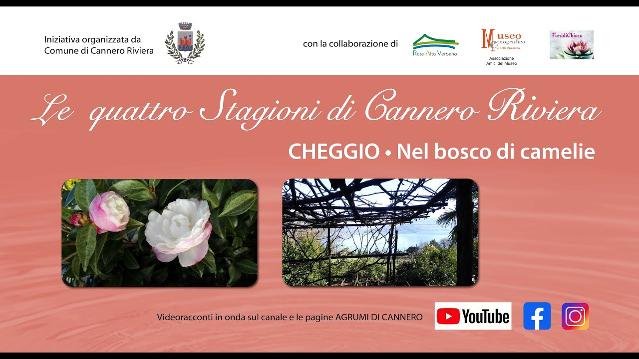 1 Cheggio nel bosco di camelie
