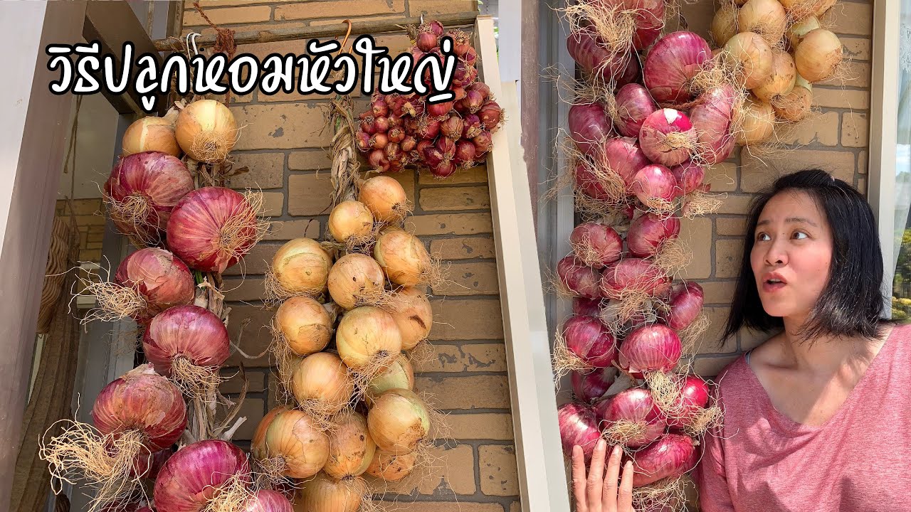 วิธีปลูกหอมใหญ่ ปลูกยังไงให้ได้ผลผลิตดี อยากรู้ต้องดู