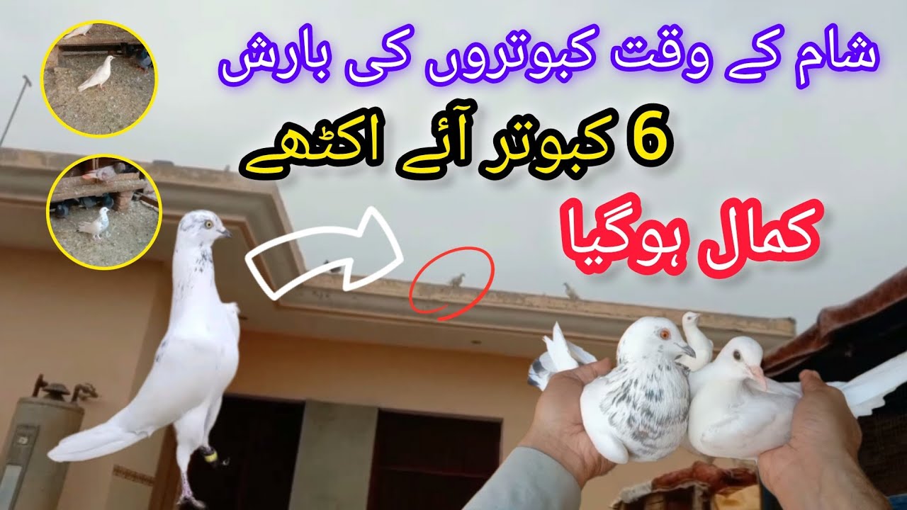 Sham ke wakt kabootron ki barish hogai || CH Kabootar Club 