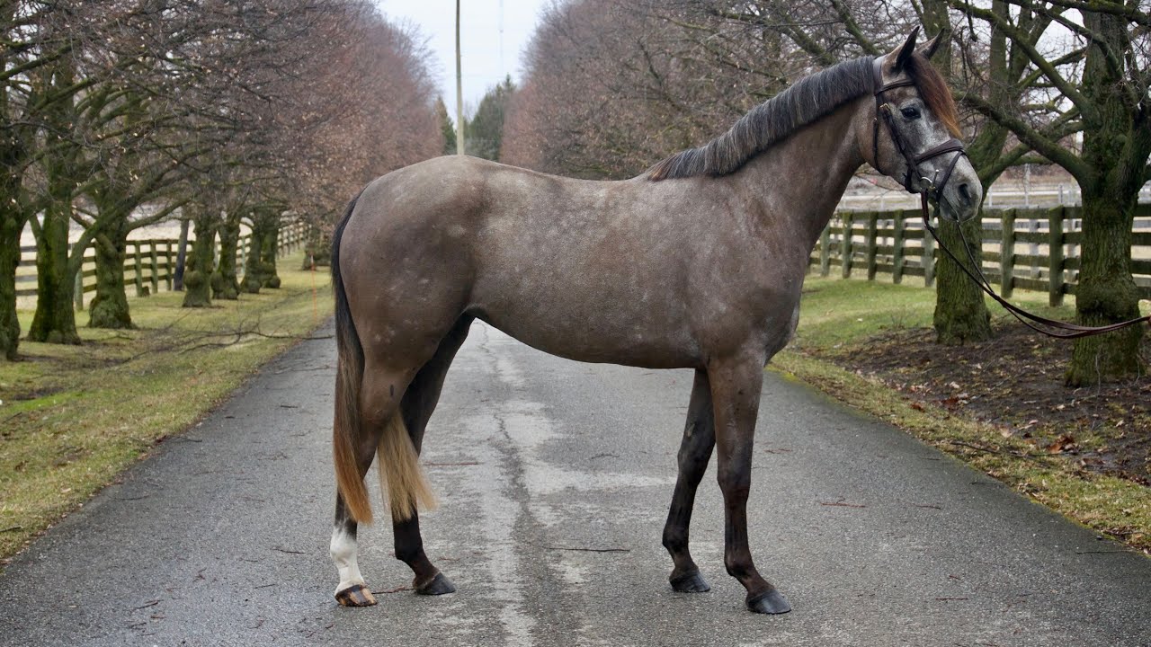 Aura GS under saddle