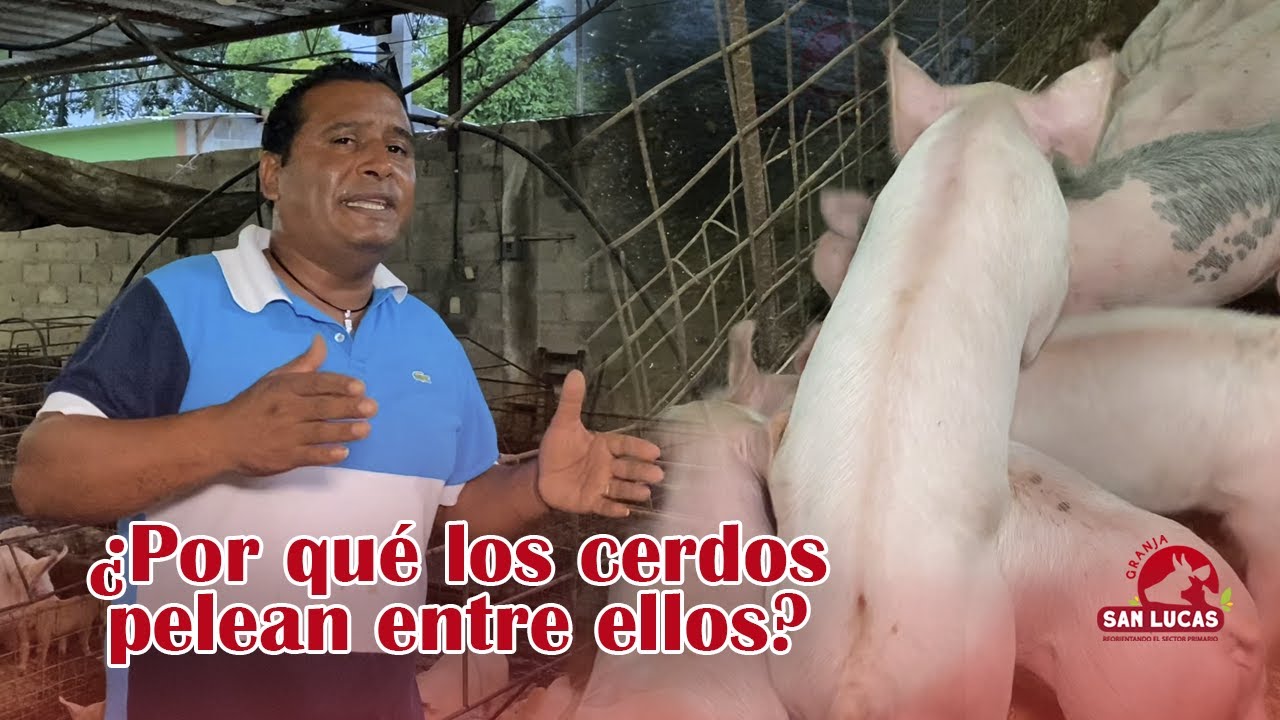 ¿Por qué mis cerdos pelean? | Granja San Lucas