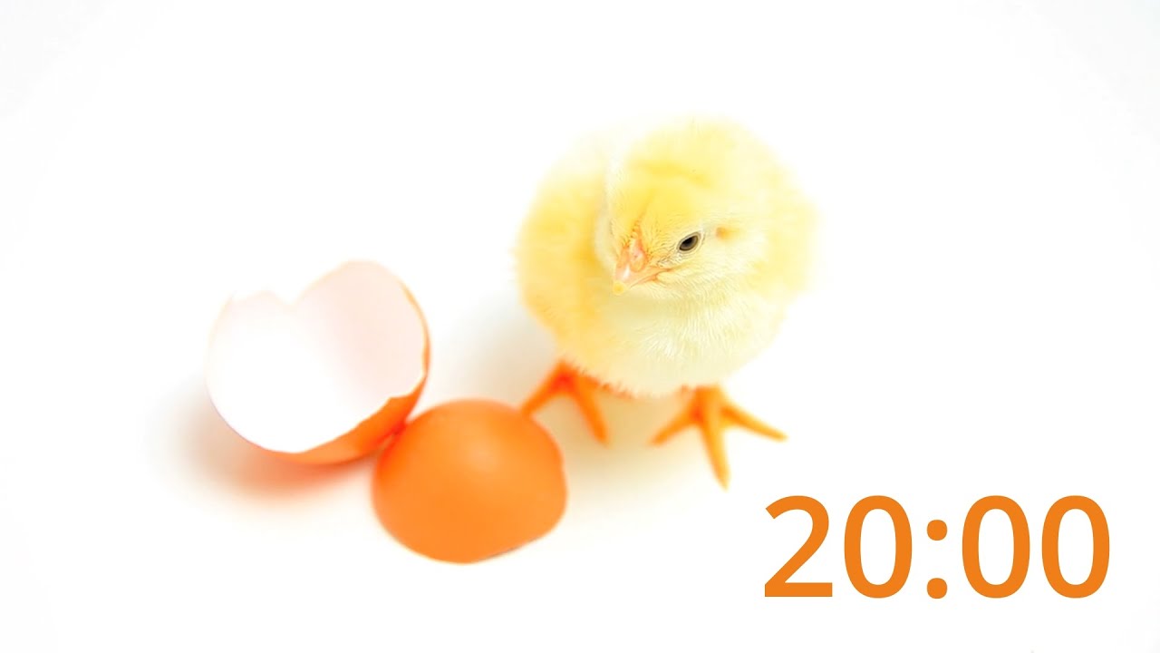 Egg-citing 20-Minute Easter Timer with Music