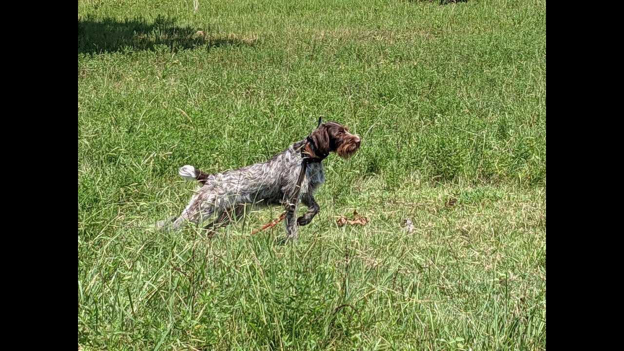 How To:  Hand Stripping A German Wirehaired Pointer