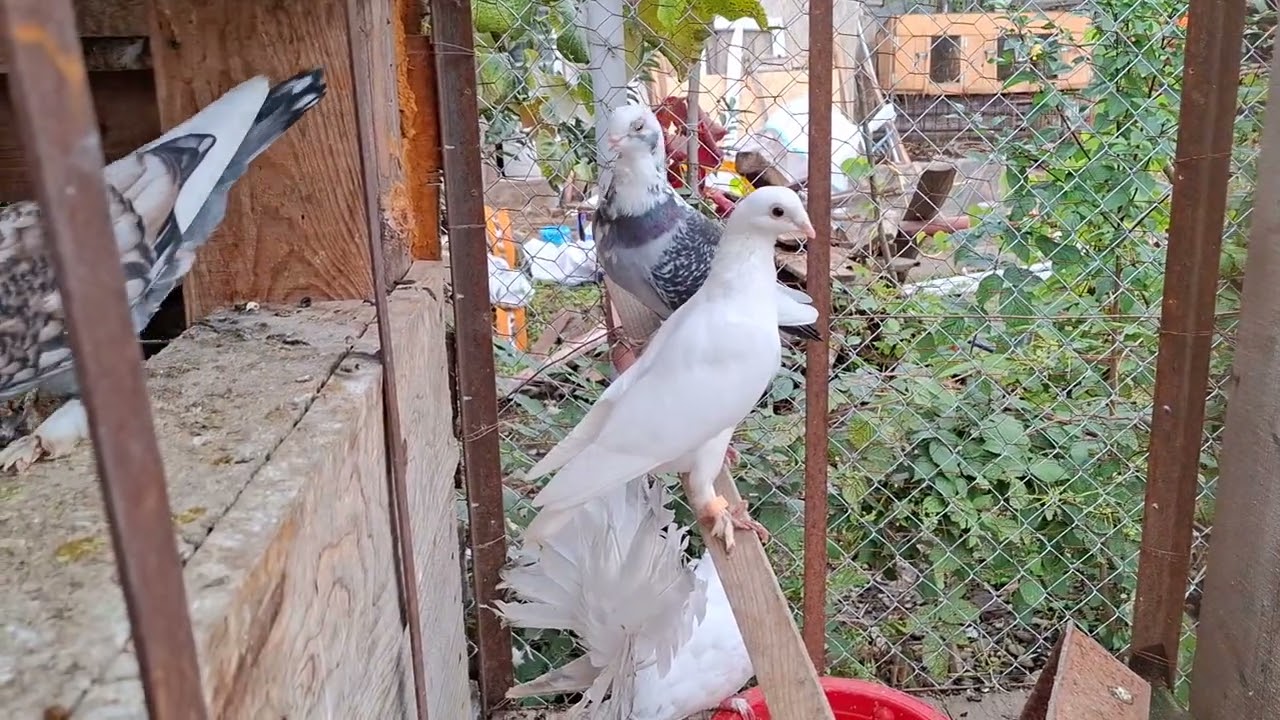  Noutați