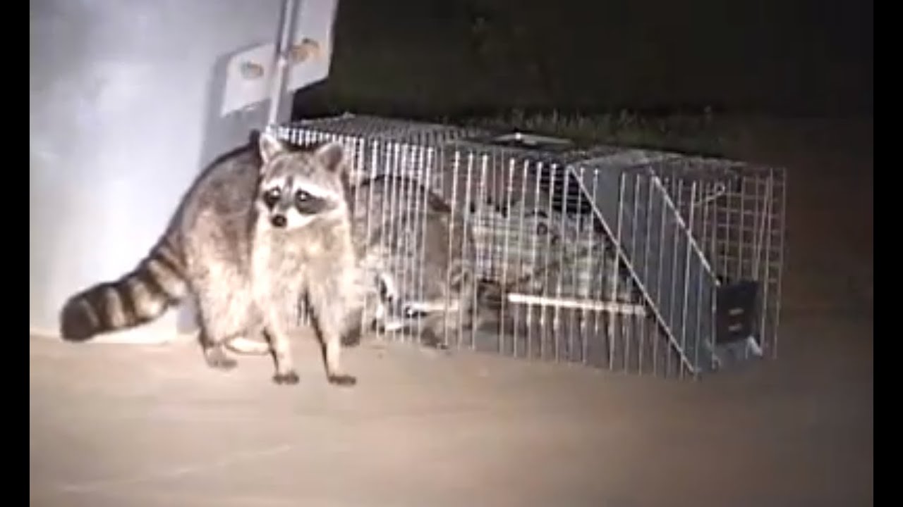 How to Catch a Raccoon in a Live Cage Trap