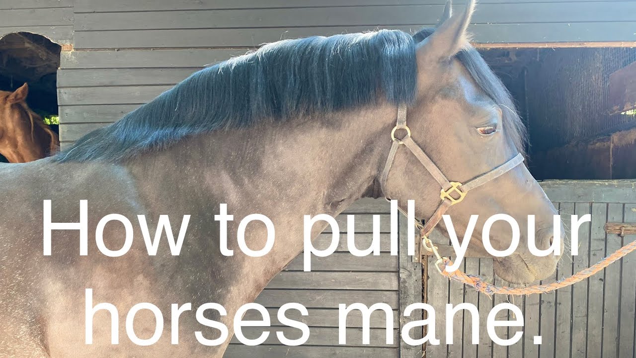 How to pull your horses mane | show ring turnout tips | pulling a horse mane