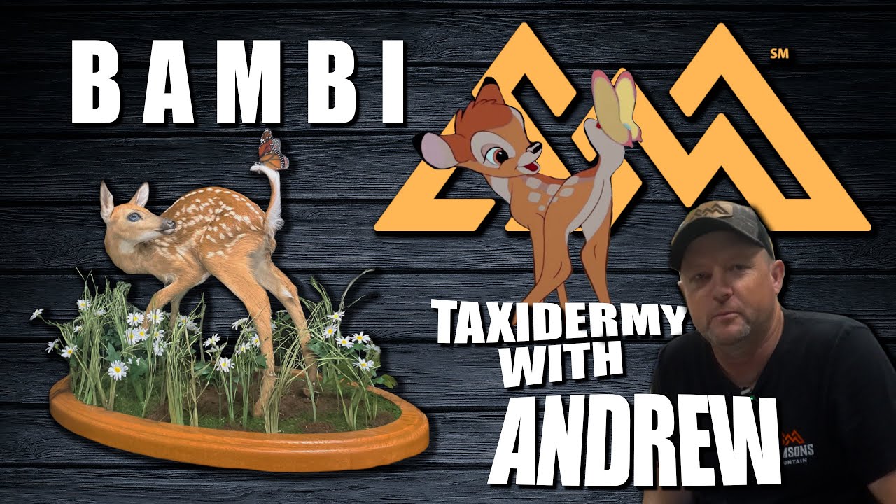 Taxidermy with Andrew  - Bambi