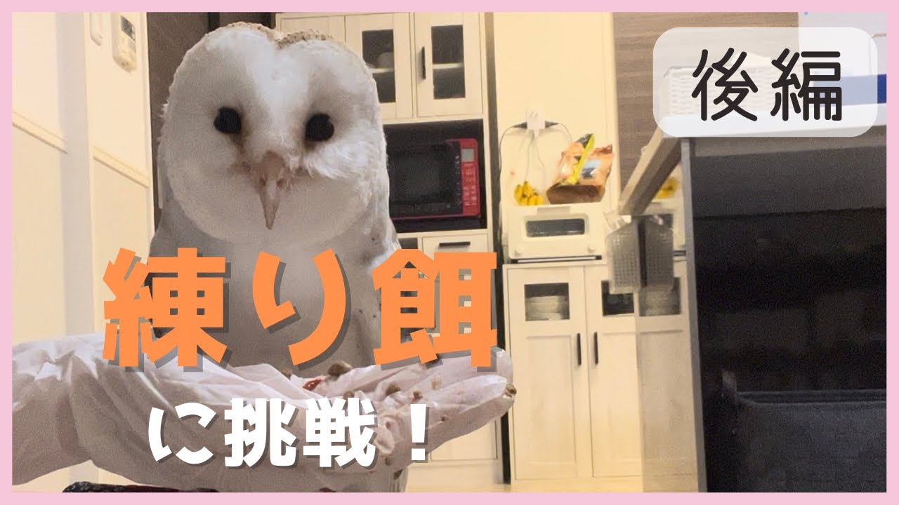 【後編】練り餌に挑戦！【フクロウの非常食】