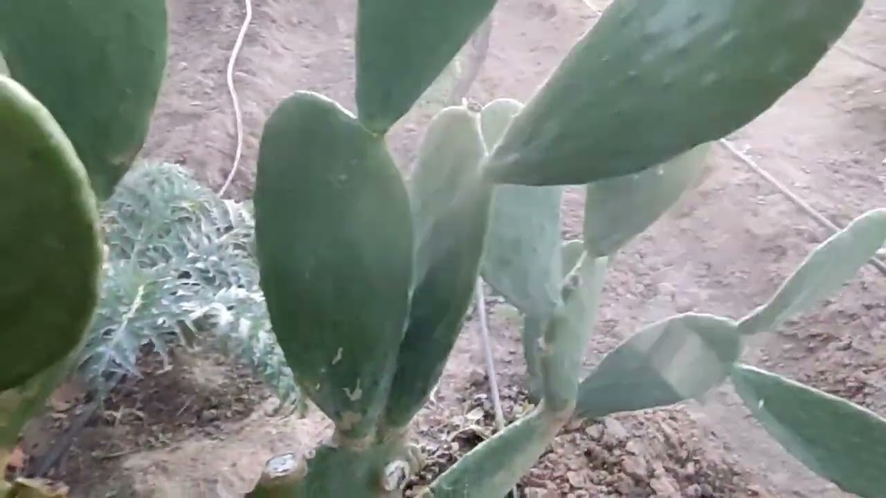 Aplicación de tratamiento de invierno para frutales y citricos. 10/3/2023 a 11 días de la primavera