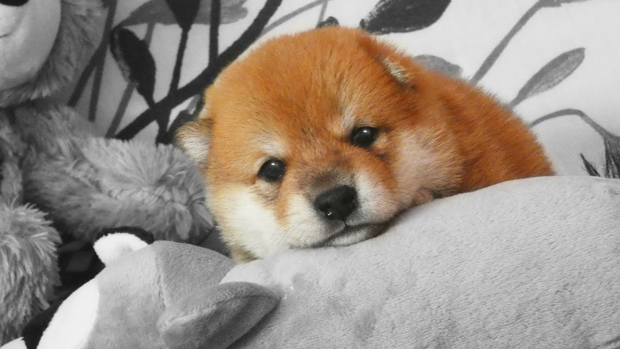 Viajamos para recoger a nuestro  cachorro Shiba Inu. ¡Bienvenido a casa Haku!