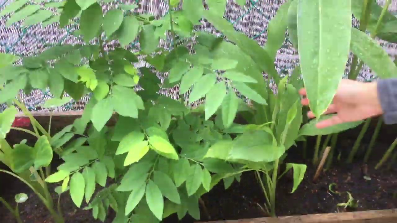 xugu tiny-garden