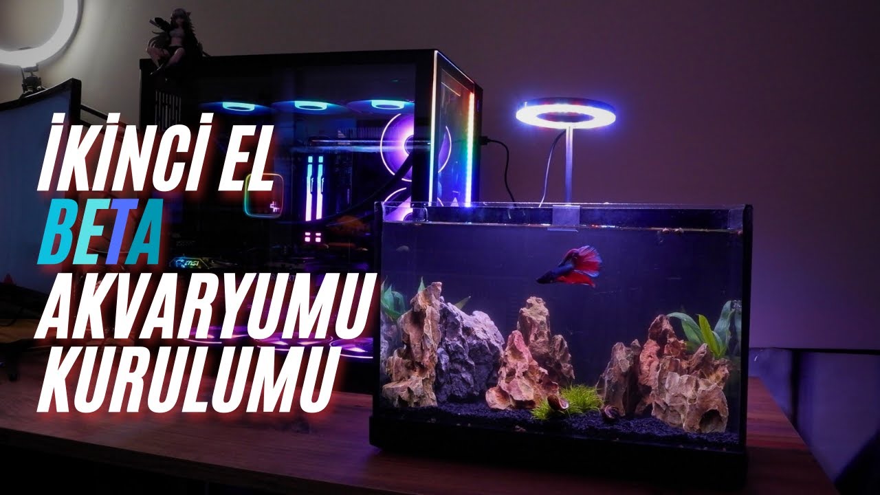 DÜŞÜK BÜTÇELİ BETA AKVARYUMU NASIL KURULUR - HOŞGELDİN BETA HAMİ