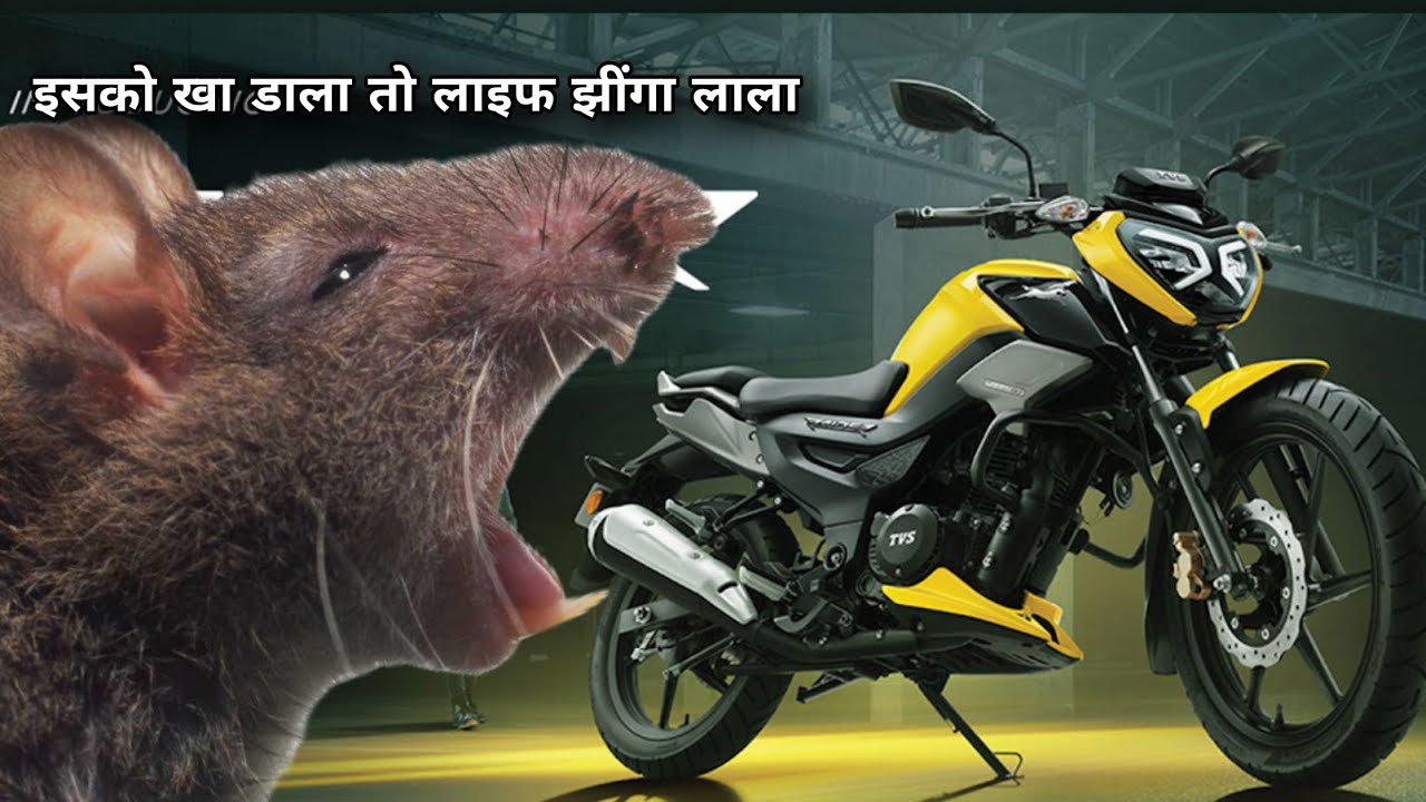 TVS Raider Wiring problem By Rats 🐭🐁🐀