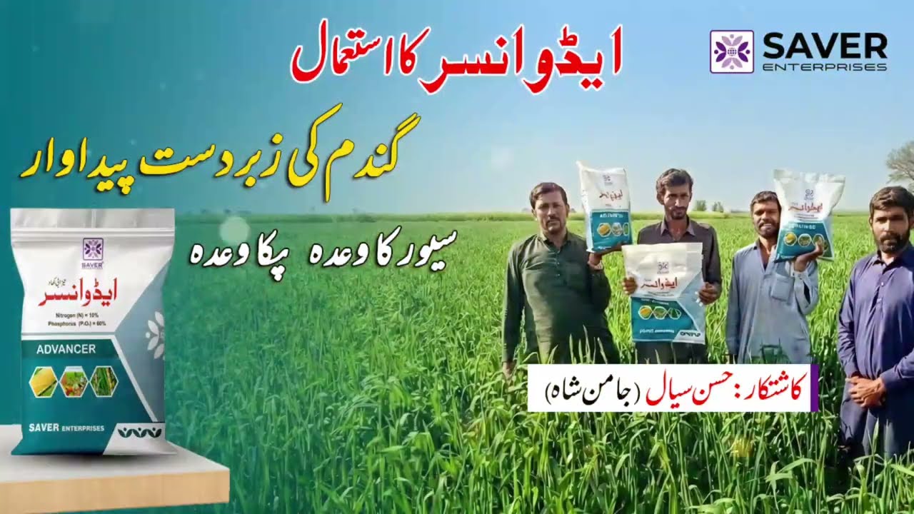 How to Increase Wheat Yield: Advancer Fertilizer Review | Saver Enterprises Pakistan