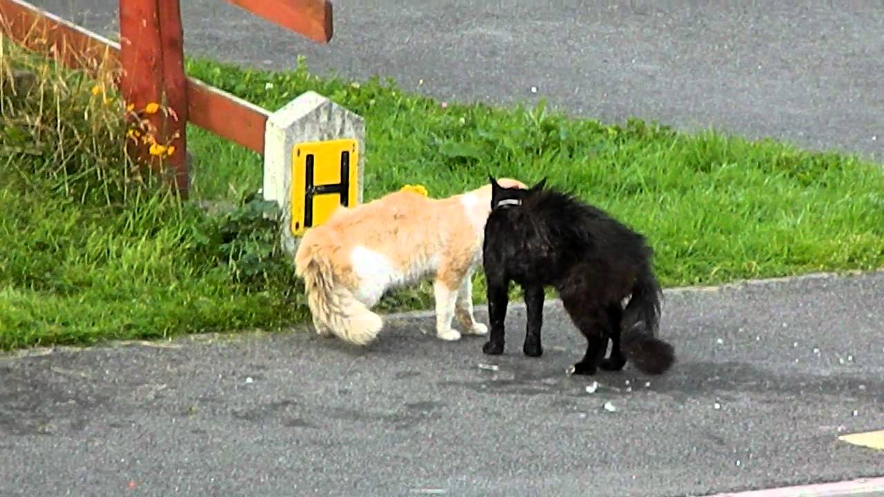 Cat fight
