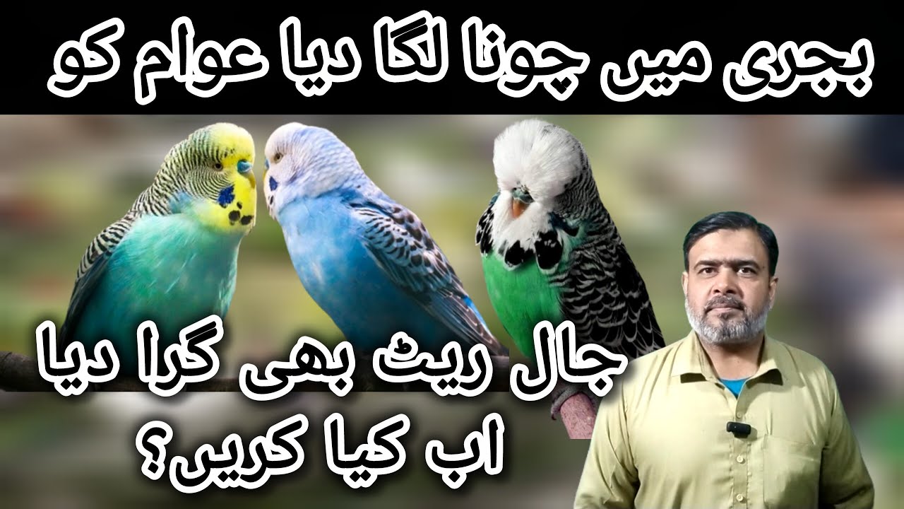 Bajri Me Awam ko Chuna Laga Diya 02-02-2026| Budgies Working In 2026 | Budgies Future In Pakistan