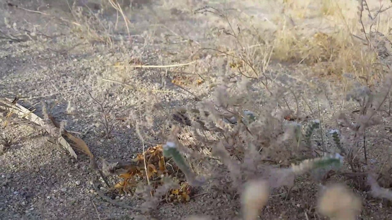 Crotalus cerastes (Sidewinder)