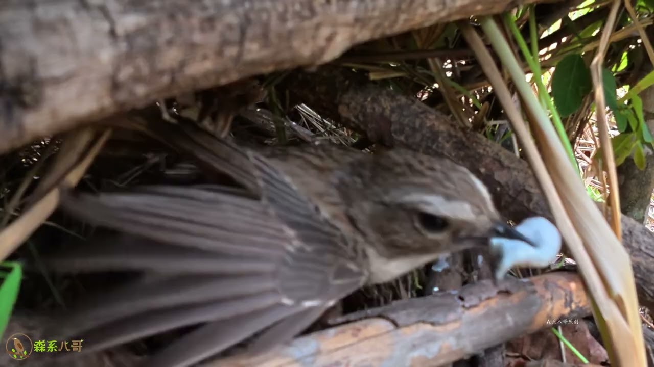 The long-billed bird always brings overly large food for the chicks长嘴鸟总是给小鸟带来超大的食物，小鸟无法吞咽，好心办坏事