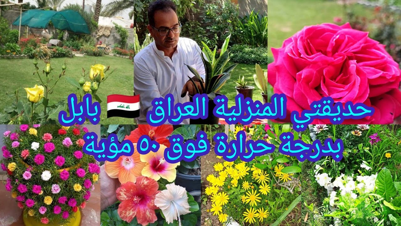 جولة صباحية في حديقتي المنزلية مع درجة حرارة قريبة من الخمسين مئوية العراق 🇮🇶 بابل