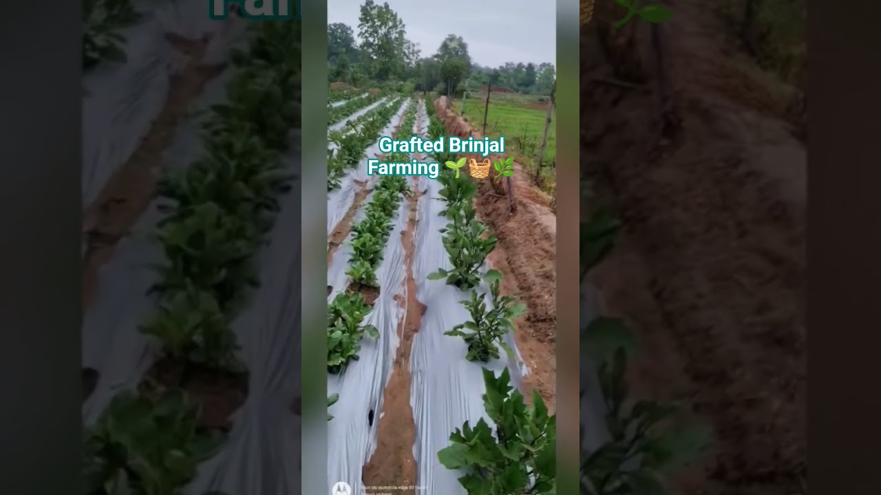 Grafted Brinjal VNR 212🌱🧺🌿✌️