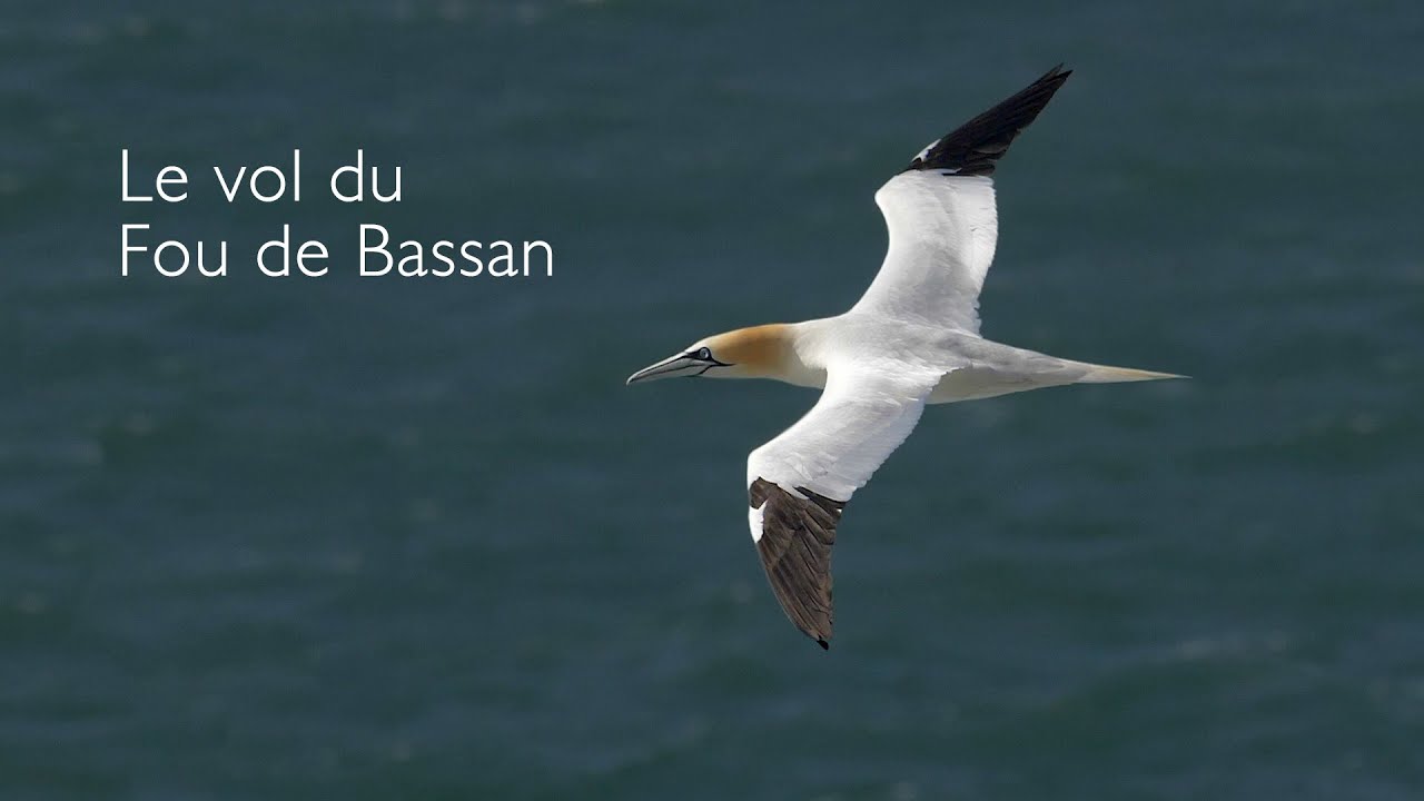 Le vol du Fou de Bassan au ralenti - Flying Gannet in slow motion GH5 180fps