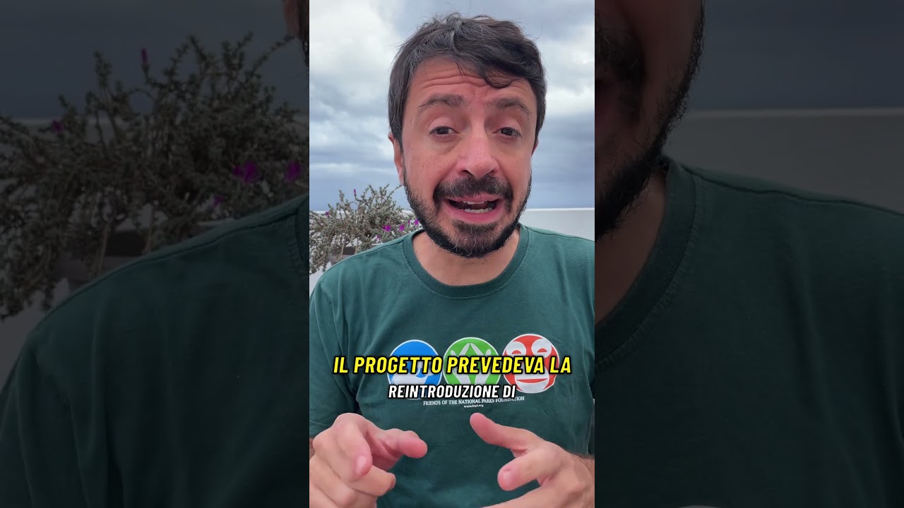 Il ritorno del lupo 🐺