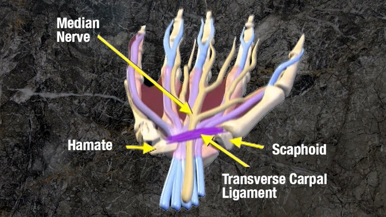 Median Nerve Soft Tissue Prep | Erik Dalton | Massage & Bodywork Magazine