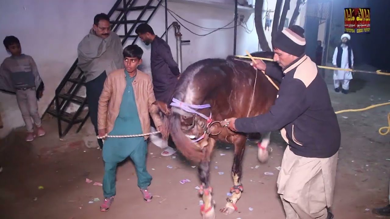 Horse Dance