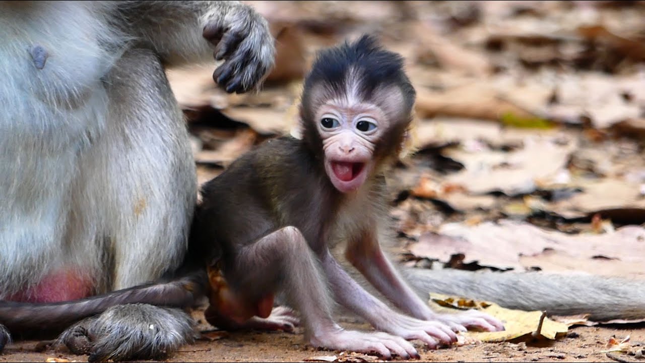 Monkey Angel Give A Chance To Aria With Training Himself To Be Strong Confident Life.