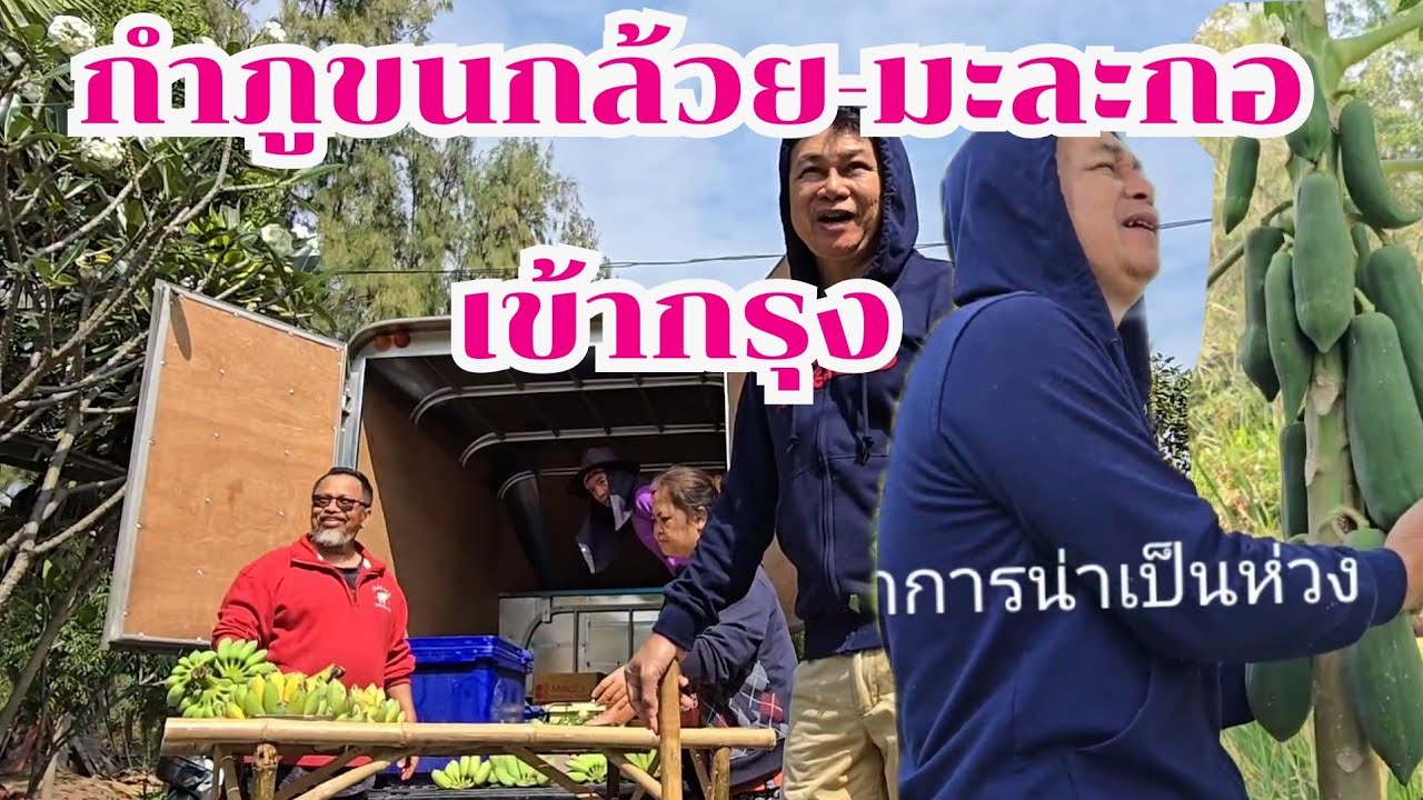 กำภู ขนกล้วยมะละกอ เข้ากรุง #บ้านสวนกำภูEp1241