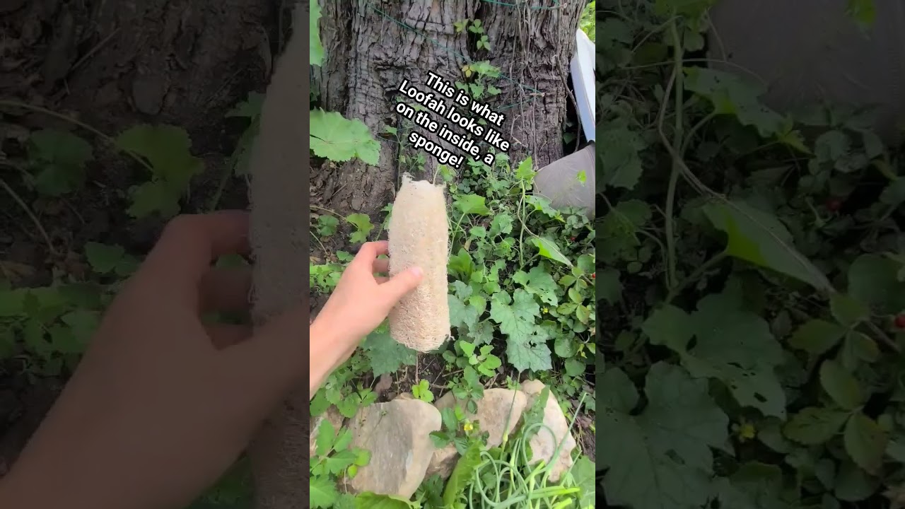 Grow your own sponges?! 🧽#organic #natural #nowaste #compostable #reduce #loofah #lufah #luffa