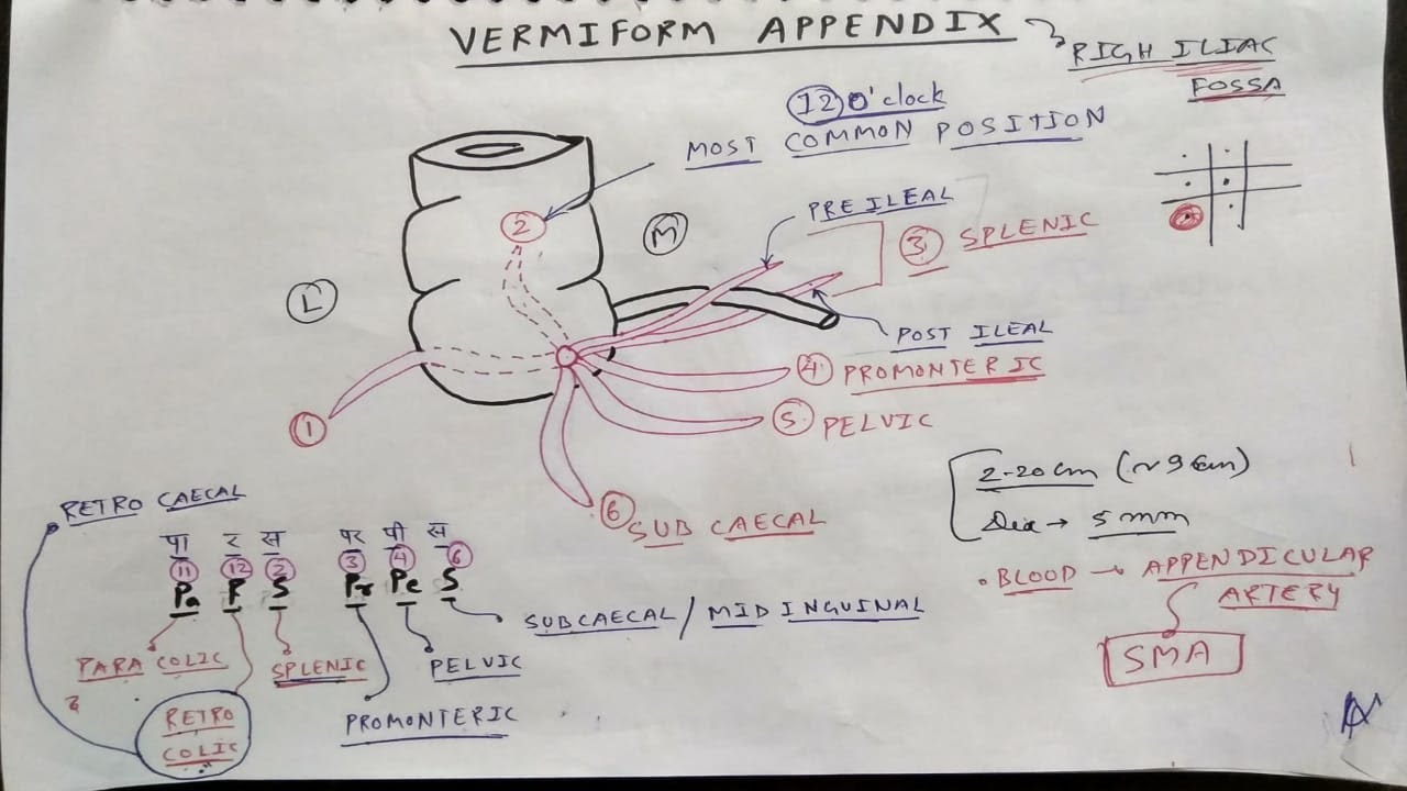 Vermiform Appendix Anatomy | TCML