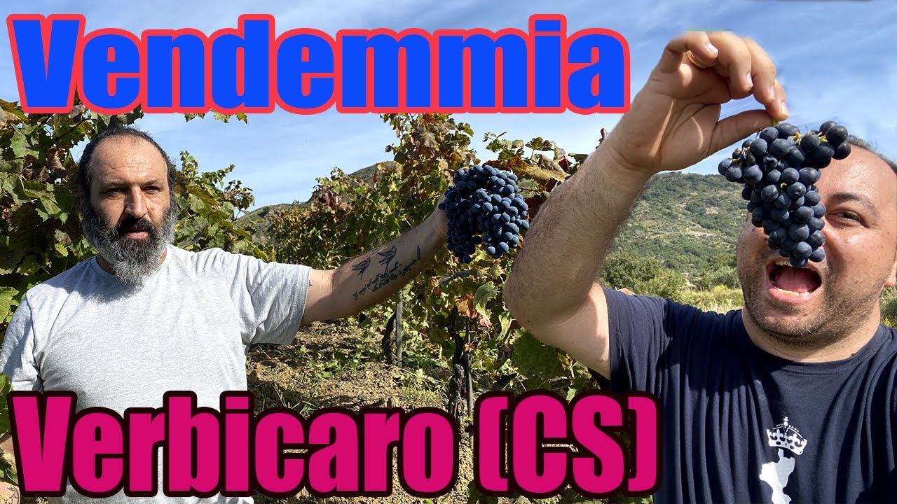 Raccolta dell' uva e vendemmia 2022 a Verbicaro ( CS )