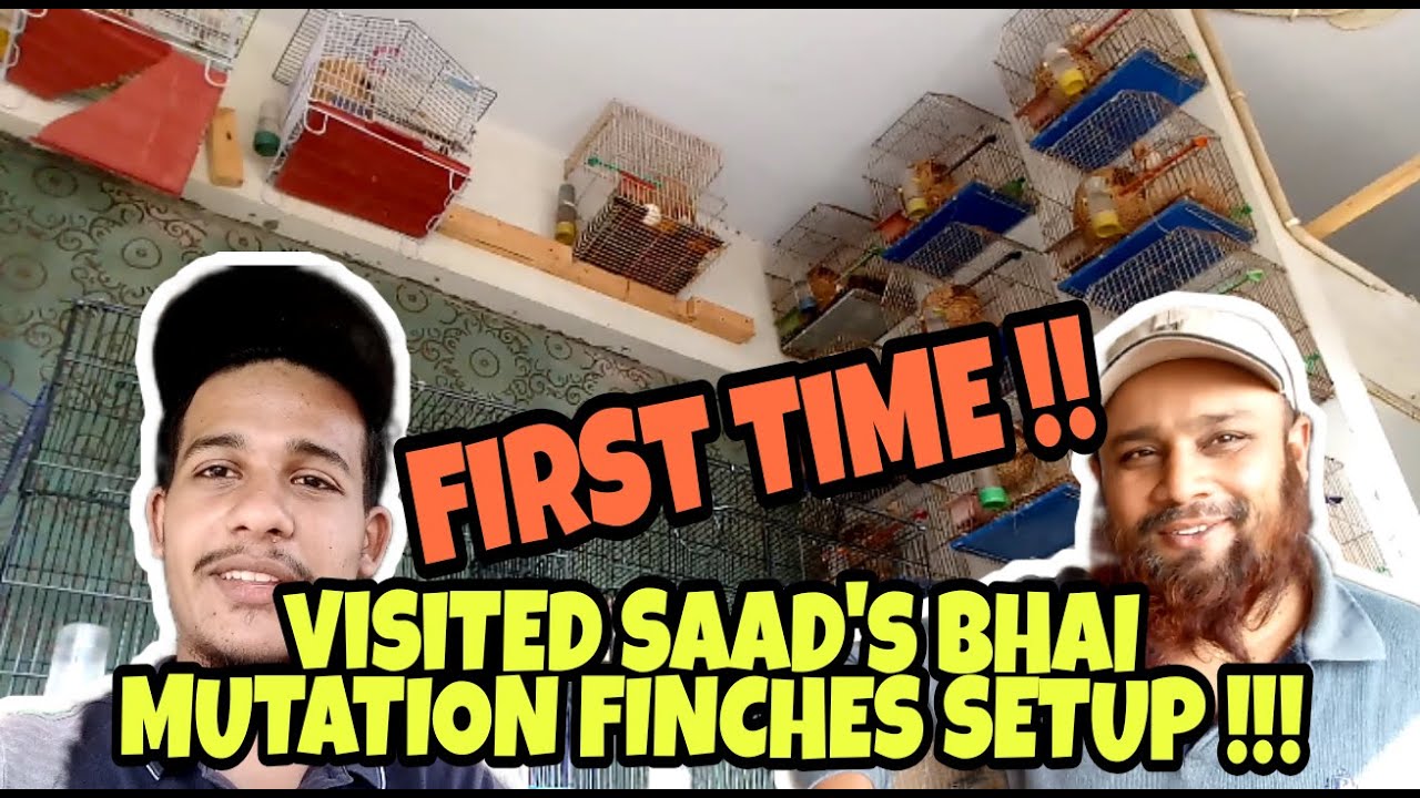 Visited Saad Bhai Mutation Finches Setup | 57th Vlog| Obbb| Bcbb |Black Face| Orange Black Braested