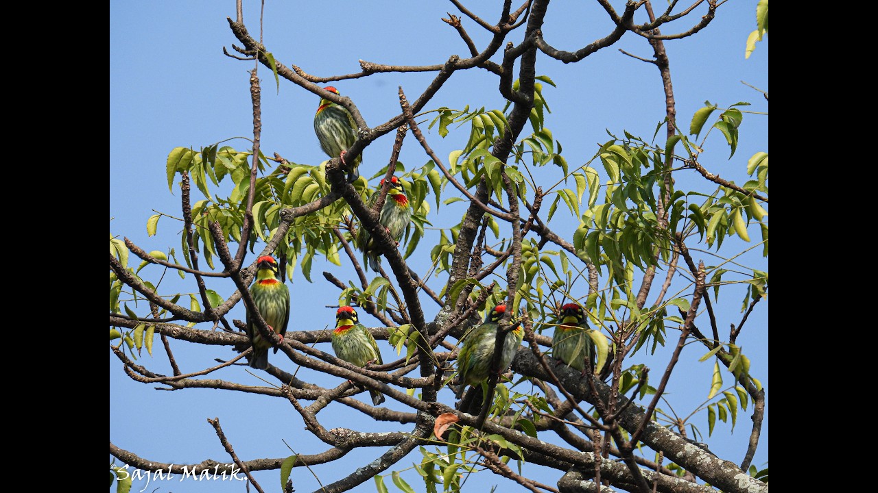 Coppersmith Barbet(ছোট বসন্তবৌরি) nest building