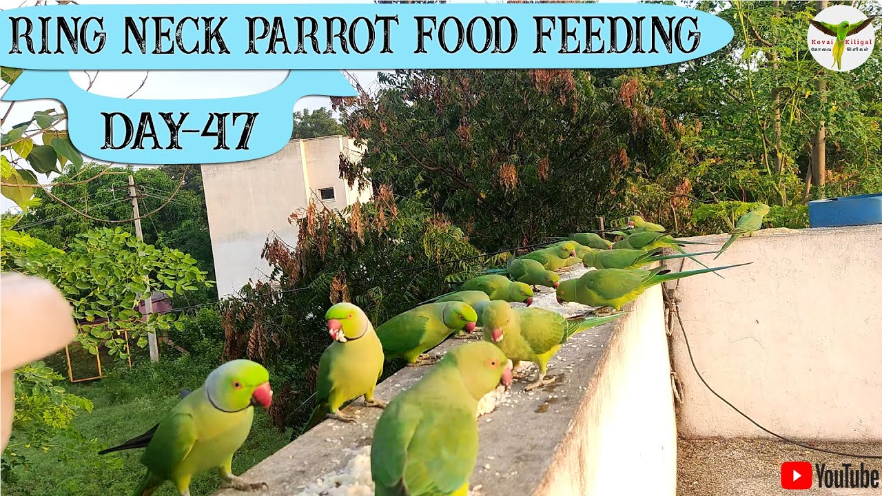 Ring Neck Parrot Food Feeding Day-47 / #பச்சைக்கிளி / #parrot #coimbatore / #birds #squirrel